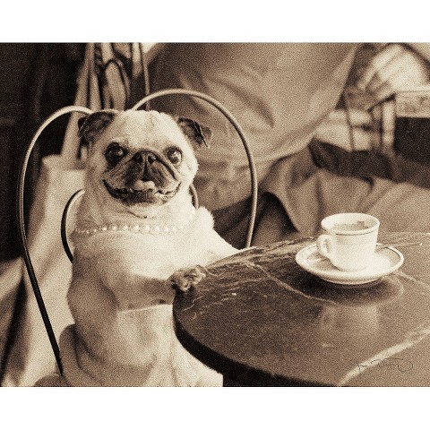http://jenniferasperstyle.blogspot.com/2015/07/time-to-begin-selecting-your-dorm.html Art.com - Cafe Pug Photographic