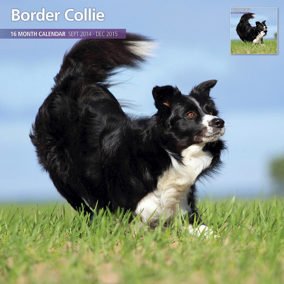 ™ & Steel Border Collie Dog 2015 Wall Calendar