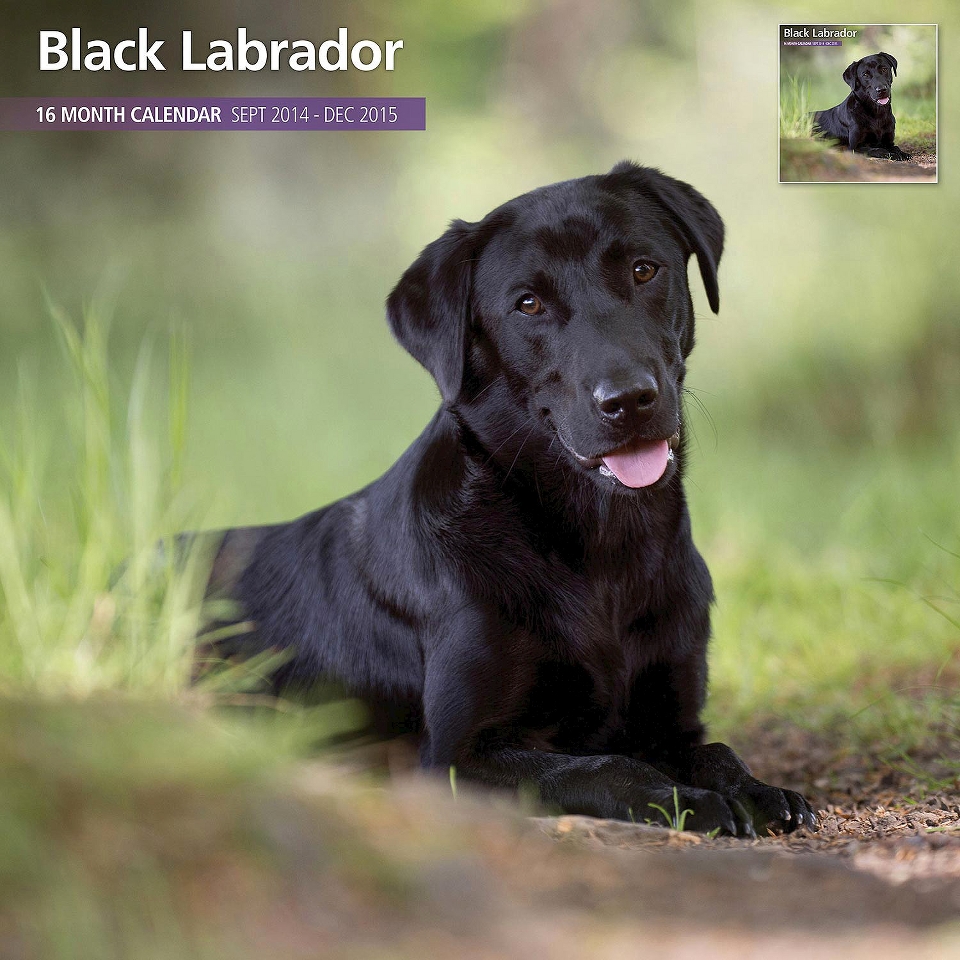 Magnet™ & Steel Black Labrador Dog 2015 Wall Calendar