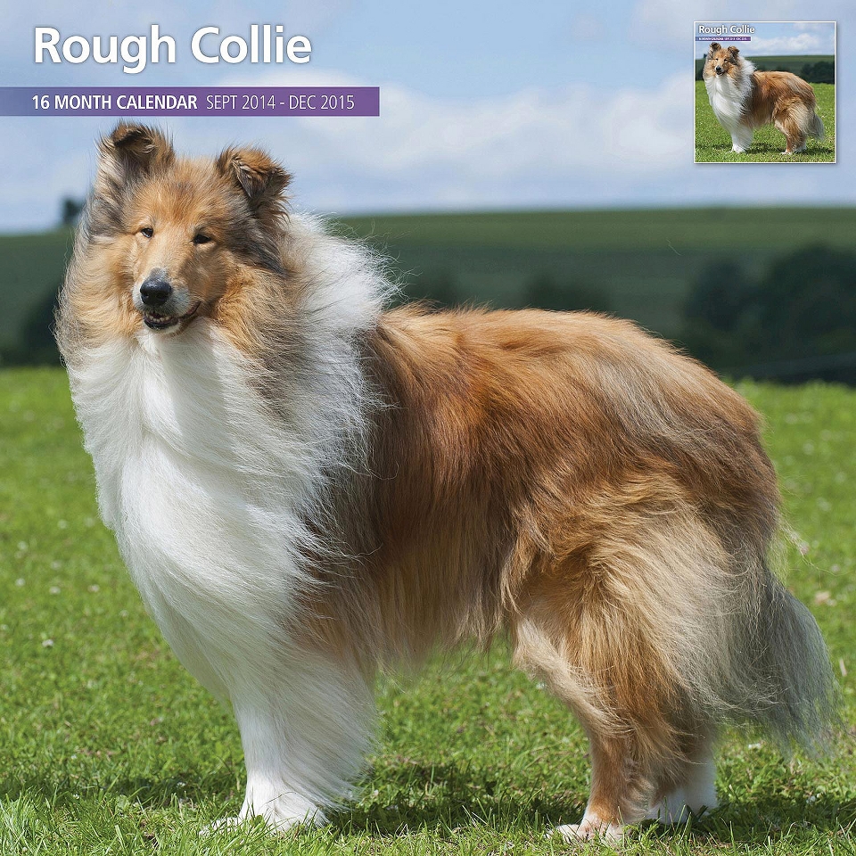 Magnet™ & Steel Rough Collie Dog 2015 Wall Calendar