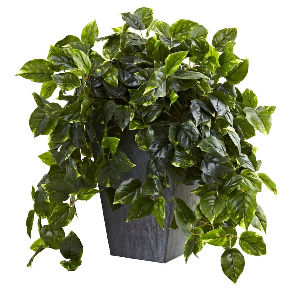 Vining Pothos with Slate Planter, UV Resistant (Indoor/Outdoor